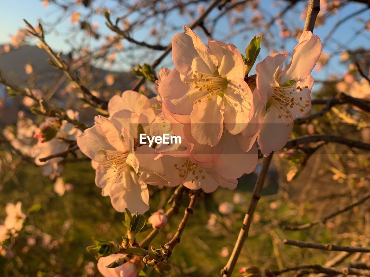 Close-up of cherry blossoms in spring