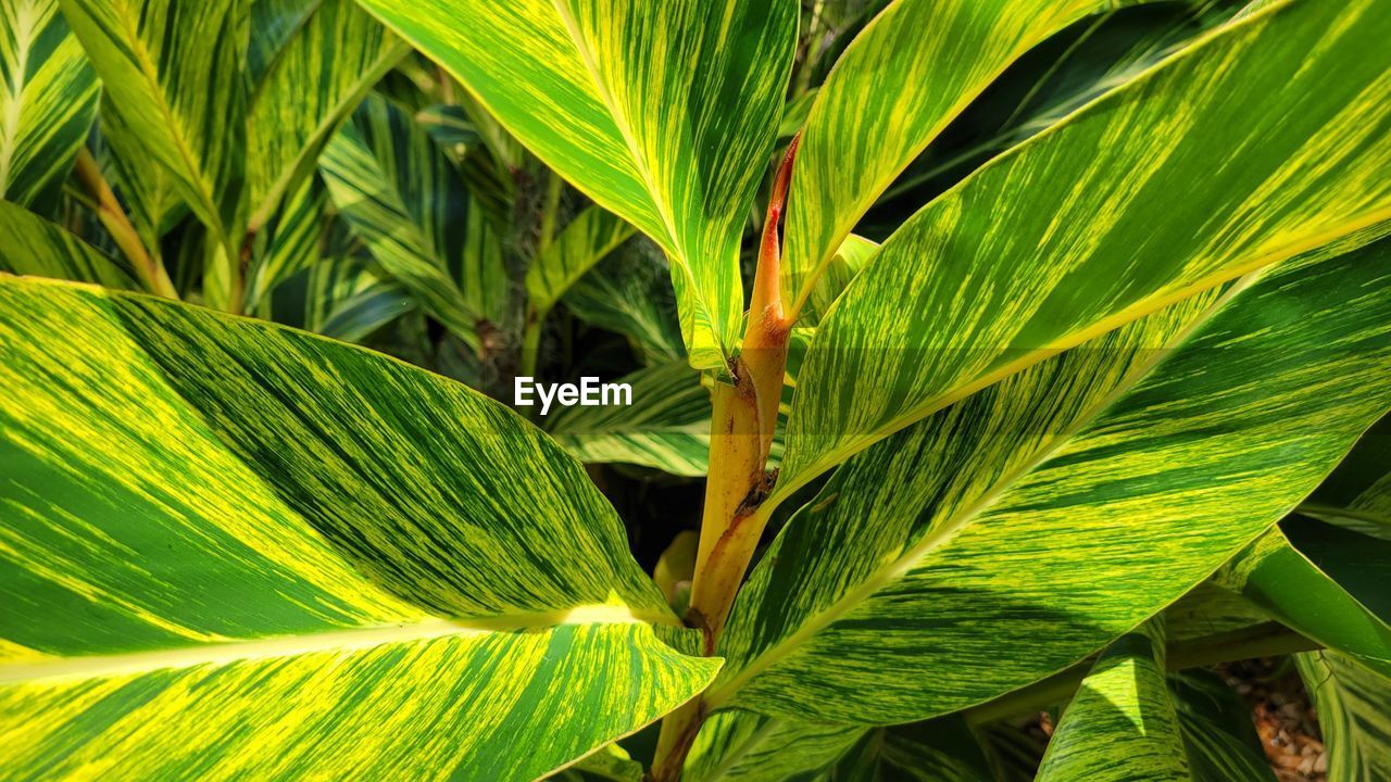 green, leaf, plant, plant part, tree, growth, nature, beauty in nature, palm tree, flower, close-up, backgrounds, no people, tropical climate, full frame, outdoors, agriculture, day, palm leaf, plant stem, land, freshness, crop, food and drink, environment, food