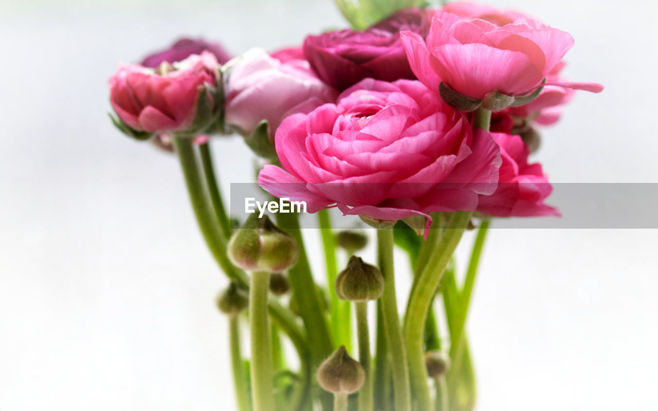 CLOSE-UP OF PINK ROSE FLOWERS