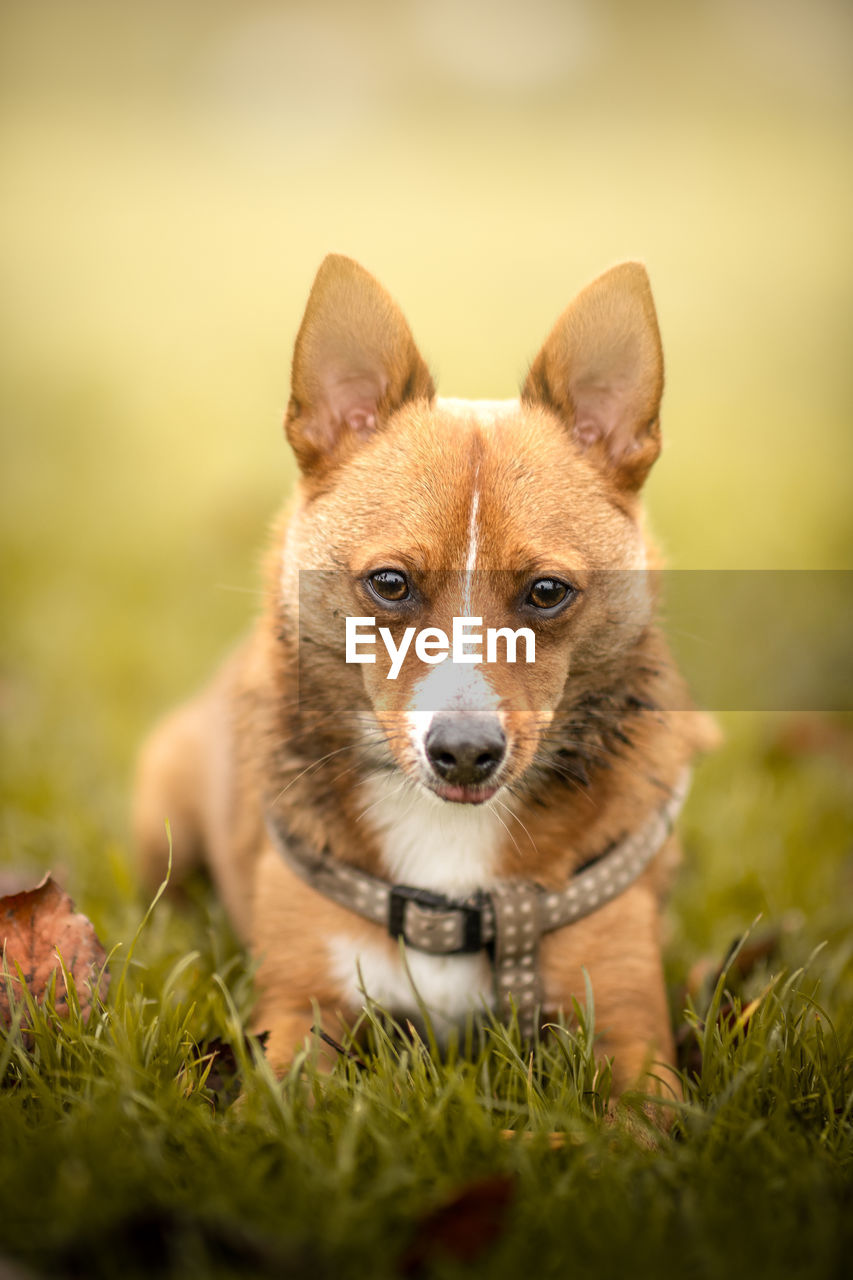 Close-up portrait of dog on field