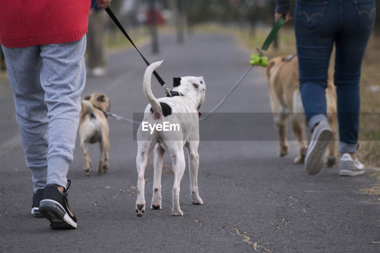 LOW SECTION OF PEOPLE WITH DOG WALKING ON ROAD