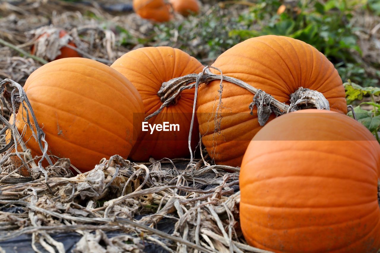 Close-up of pumpkins in autumn