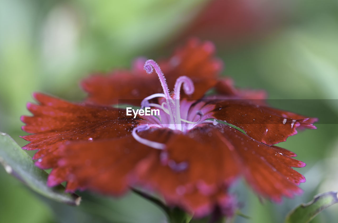 CLOSE-UP OF WET PURPLE FLOWERING PLANTS