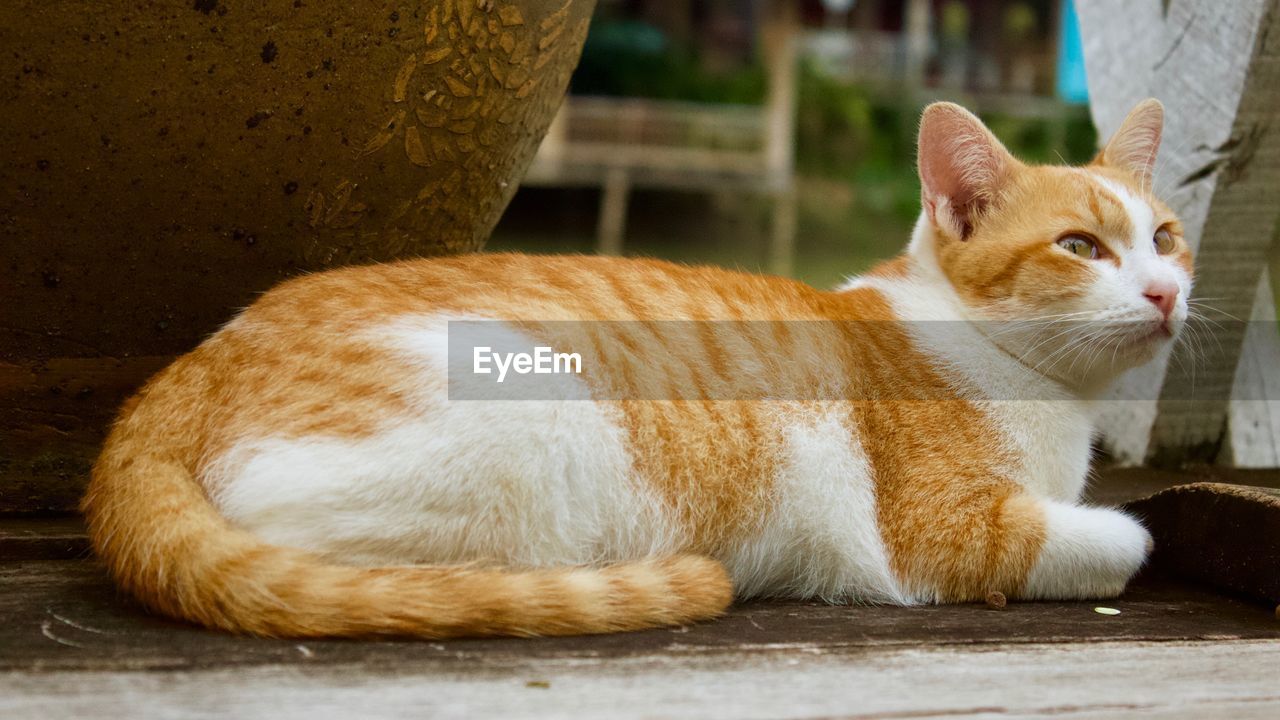 Close-up of a cat resting