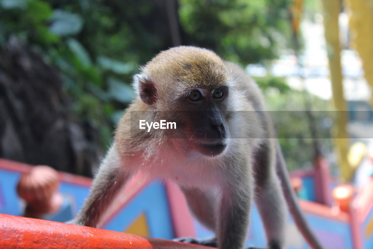 Close-up of monkey looking away outdoors