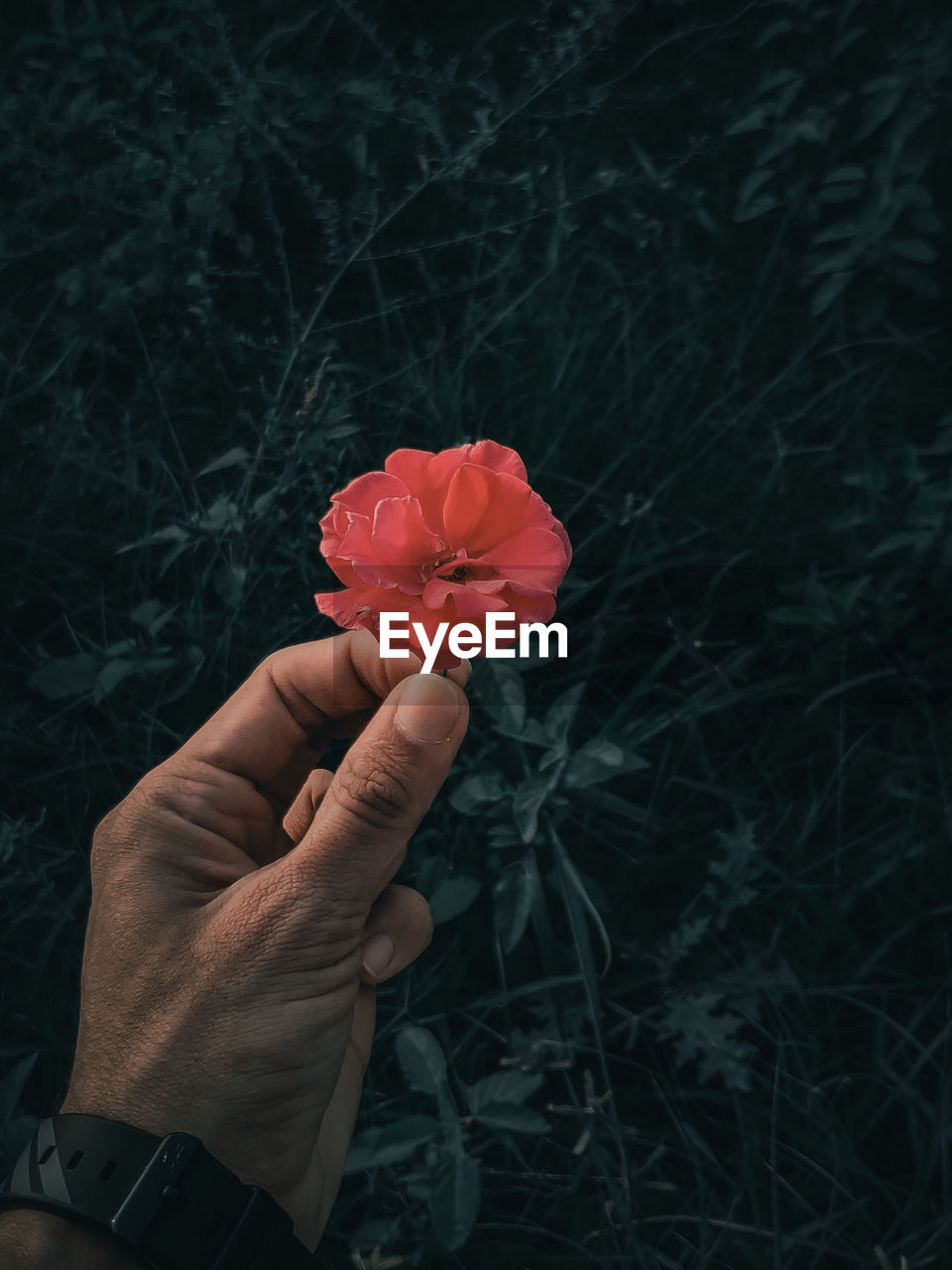 Close-up of hand holding red rose flower