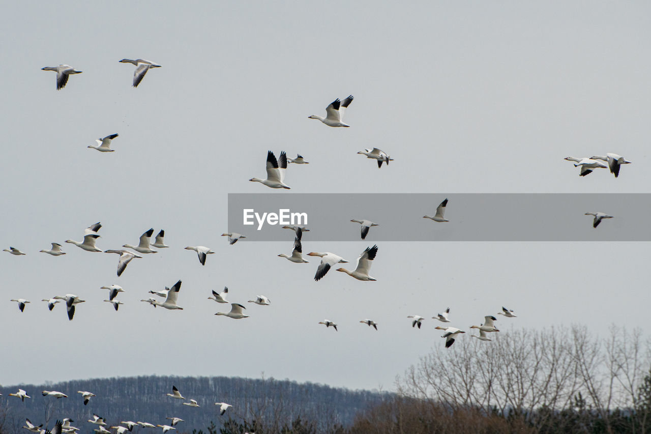 LOW ANGLE VIEW OF BIRDS FLYING