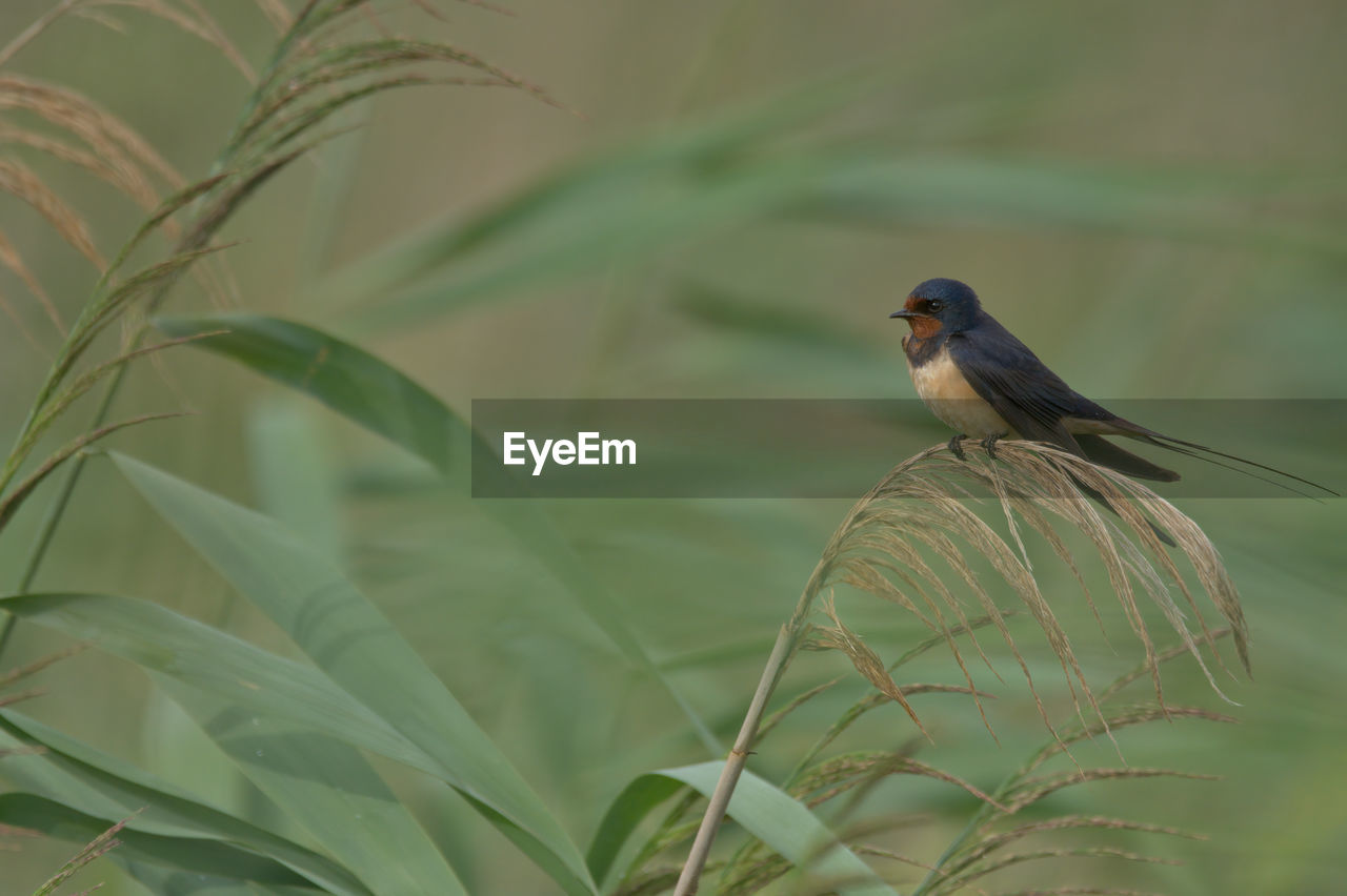 animal wildlife, bird, animal themes, animal, wildlife, plant, one animal, nature, perching, green, leaf, no people, plant part, tree, branch, beauty in nature, beak, focus on foreground, outdoors, environment, songbird, growth, flower, day