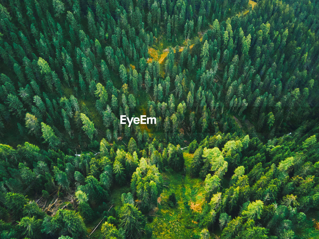 High angle view of pine trees in forest on different levels