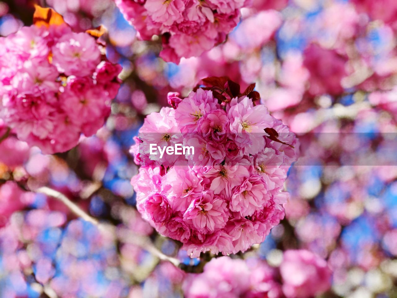 Close-up of pink flowers