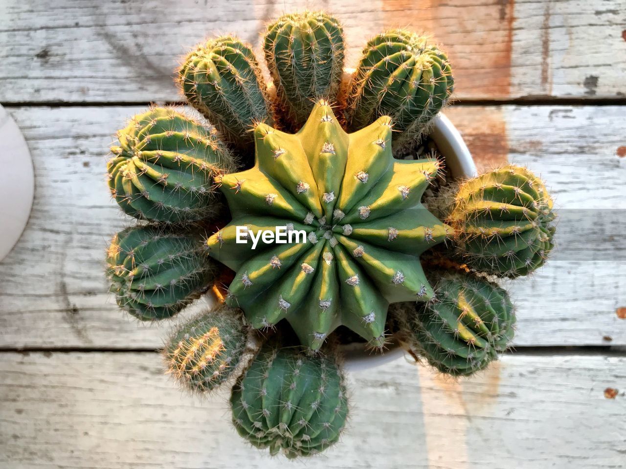HIGH ANGLE VIEW OF SUCCULENT PLANT ON WOODEN FLOOR