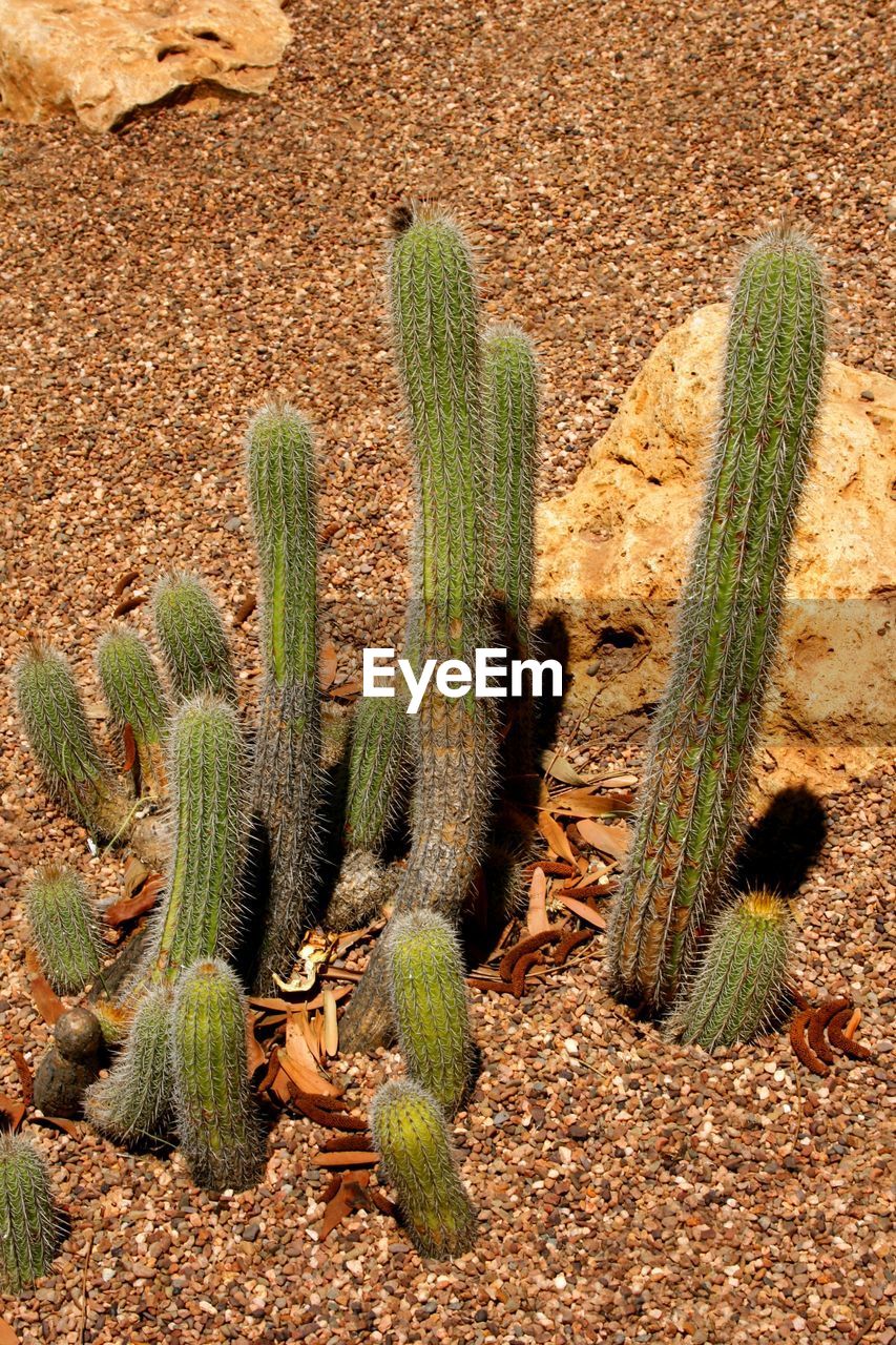 CACTUS PLANTS GROWING ON FIELD BY ROCK