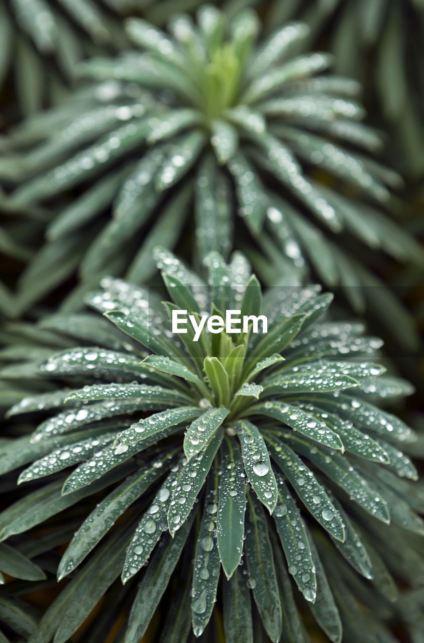 CLOSE-UP OF DEW ON PLANT