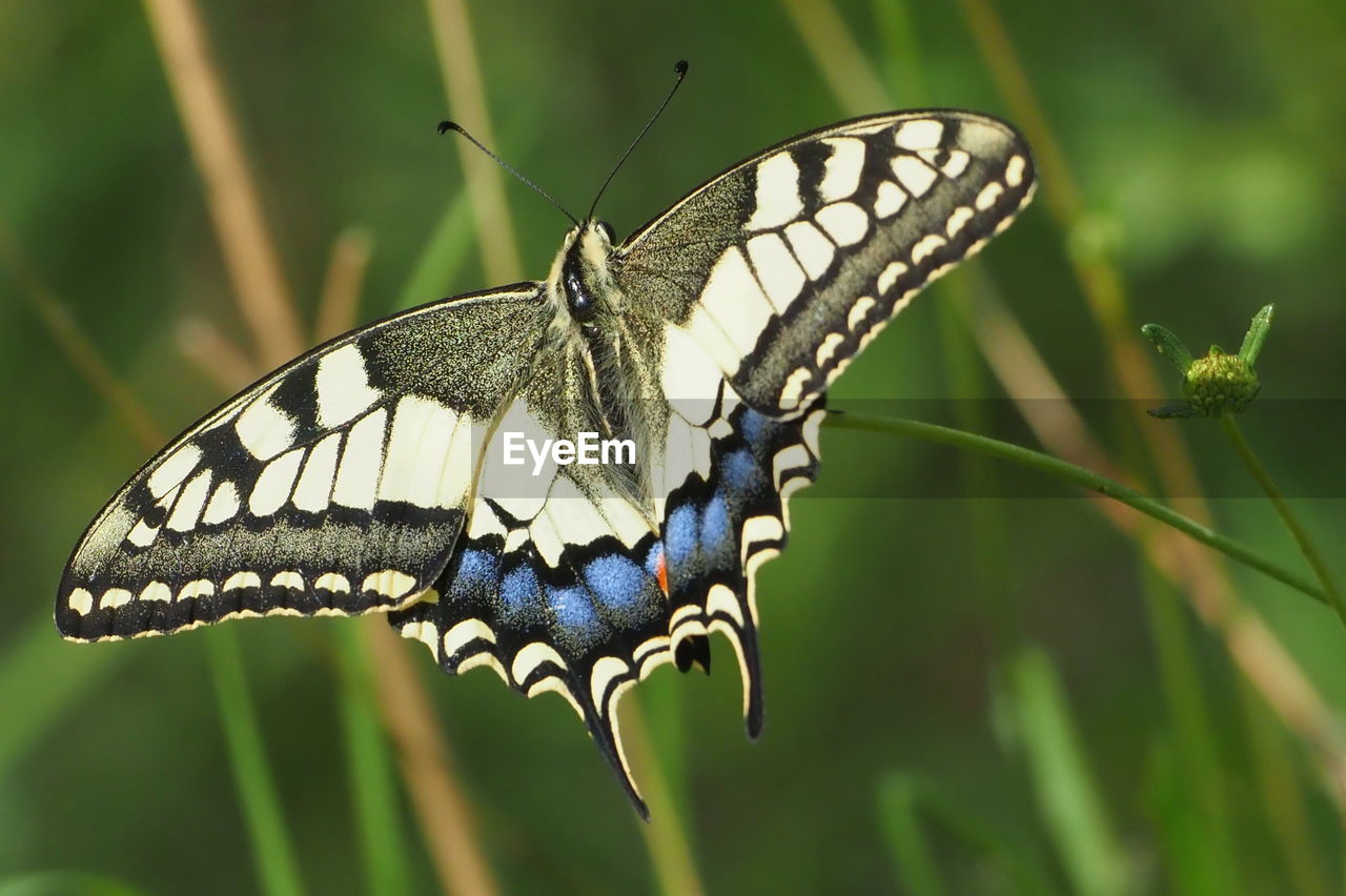 BUTTERFLY POLLINATING FLOWER