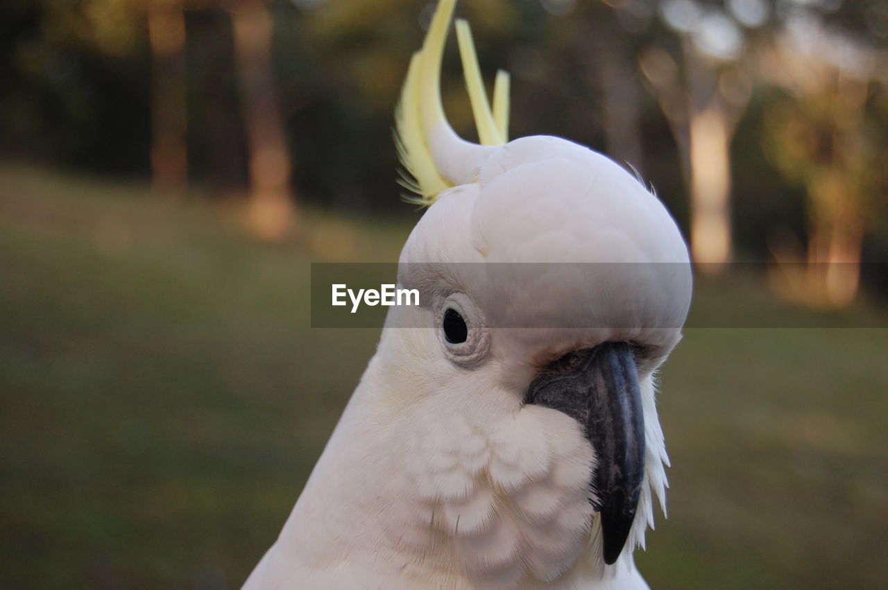 Close-up of a cockatoo 