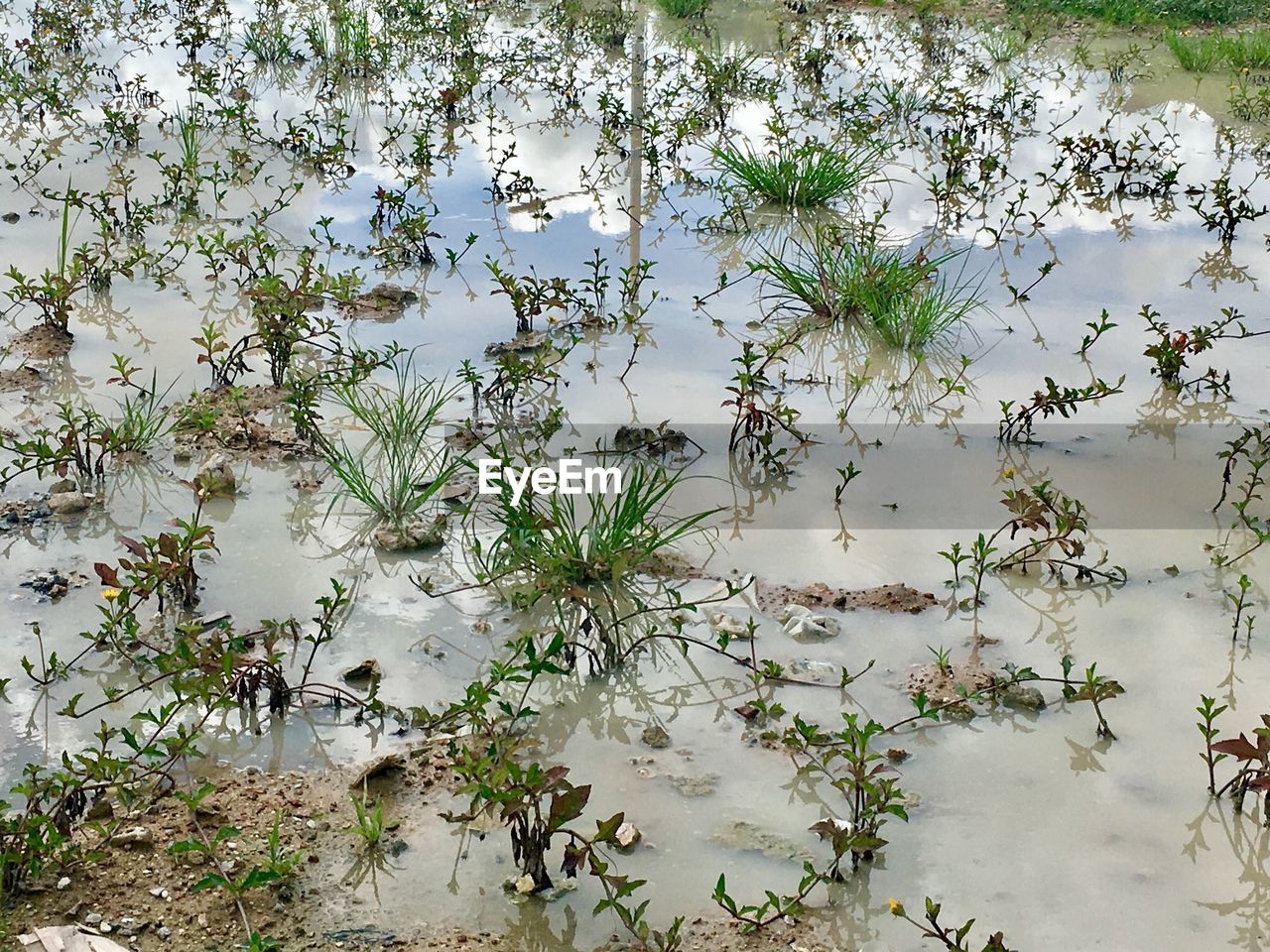 PLANTS GROWING BY LAKE AGAINST TREES