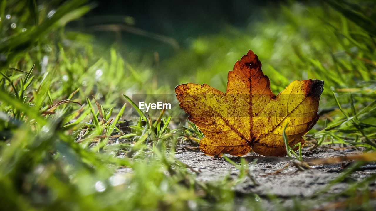 Close-up of dry maple leaves on field