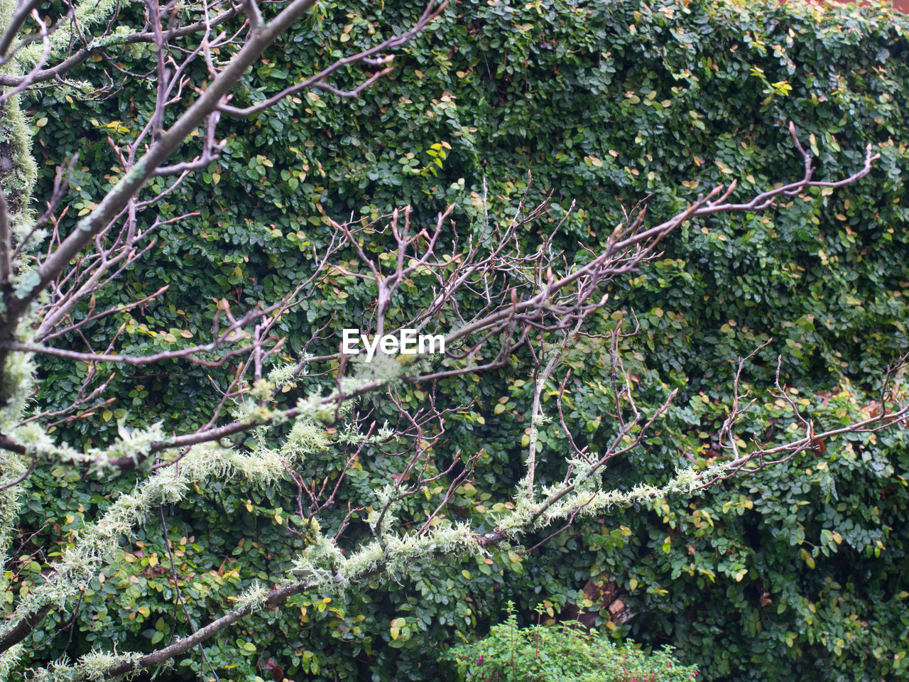 CLOSE-UP OF PLANT