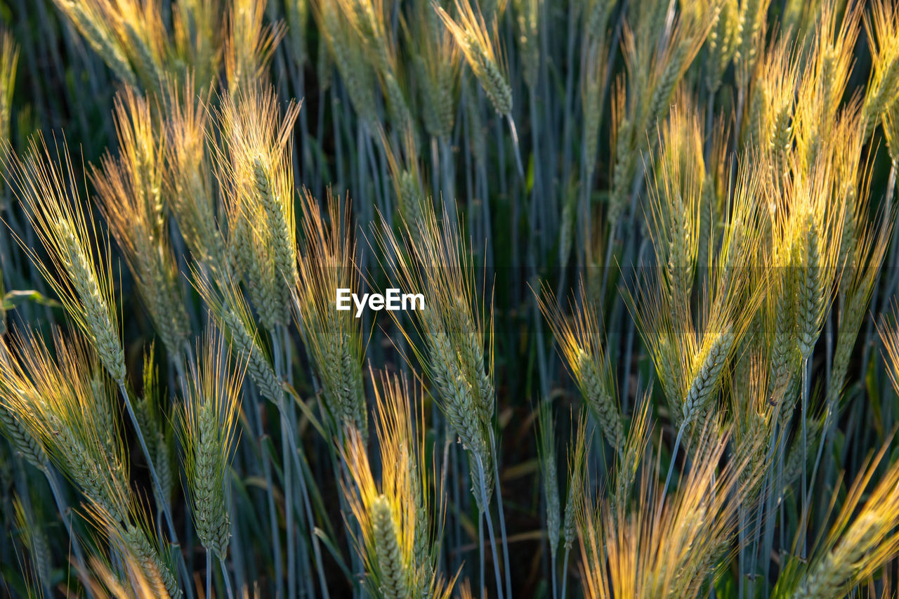 Full frame shot of wheat field