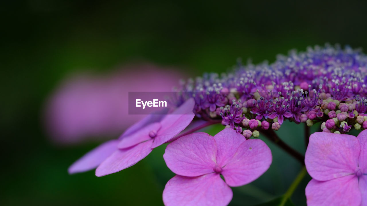 Close-up of pink flowers