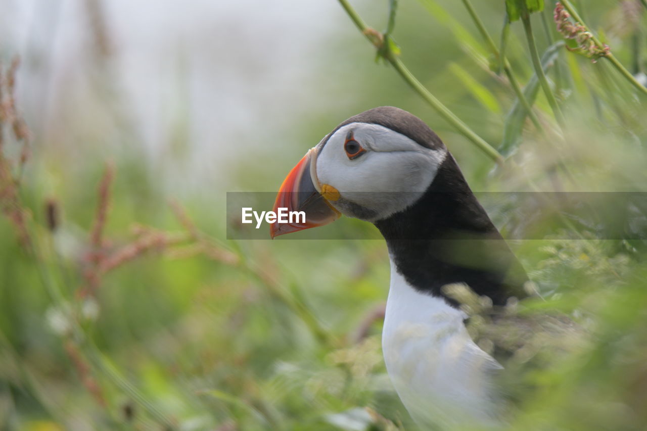 Close-up of a bird