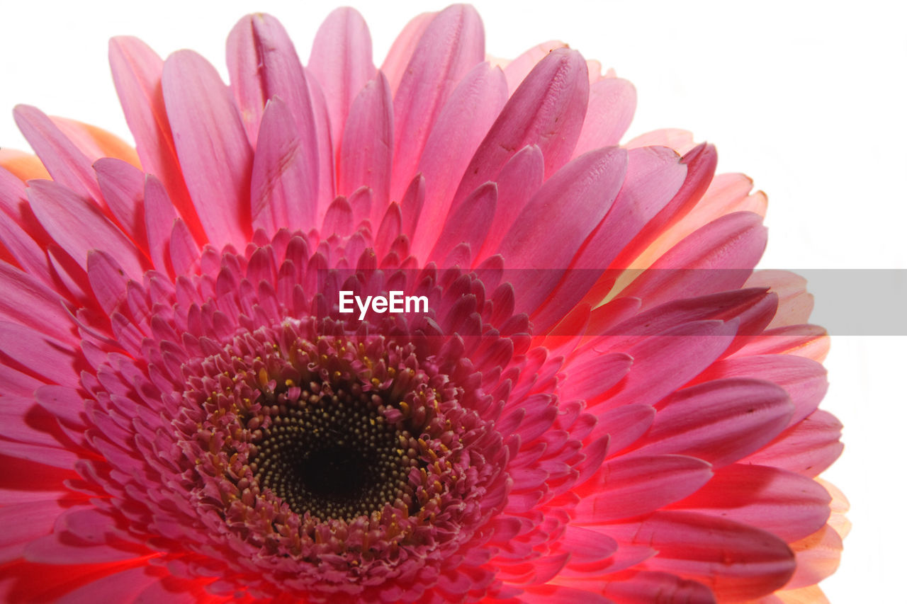 CLOSE-UP OF PINK FLOWER