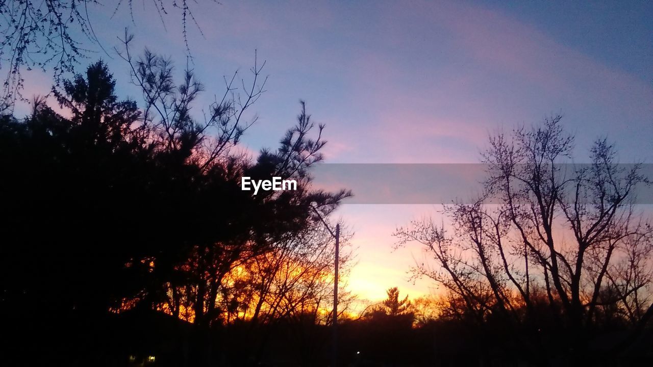 SILHOUETTE OF TREES AGAINST SKY