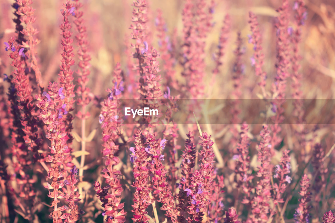 FULL FRAME SHOT OF PINK FLOWERING PLANTS HANGING FROM SALE