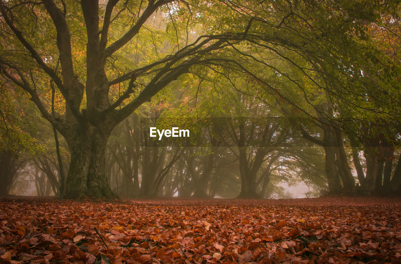 Trees in forest during autumn