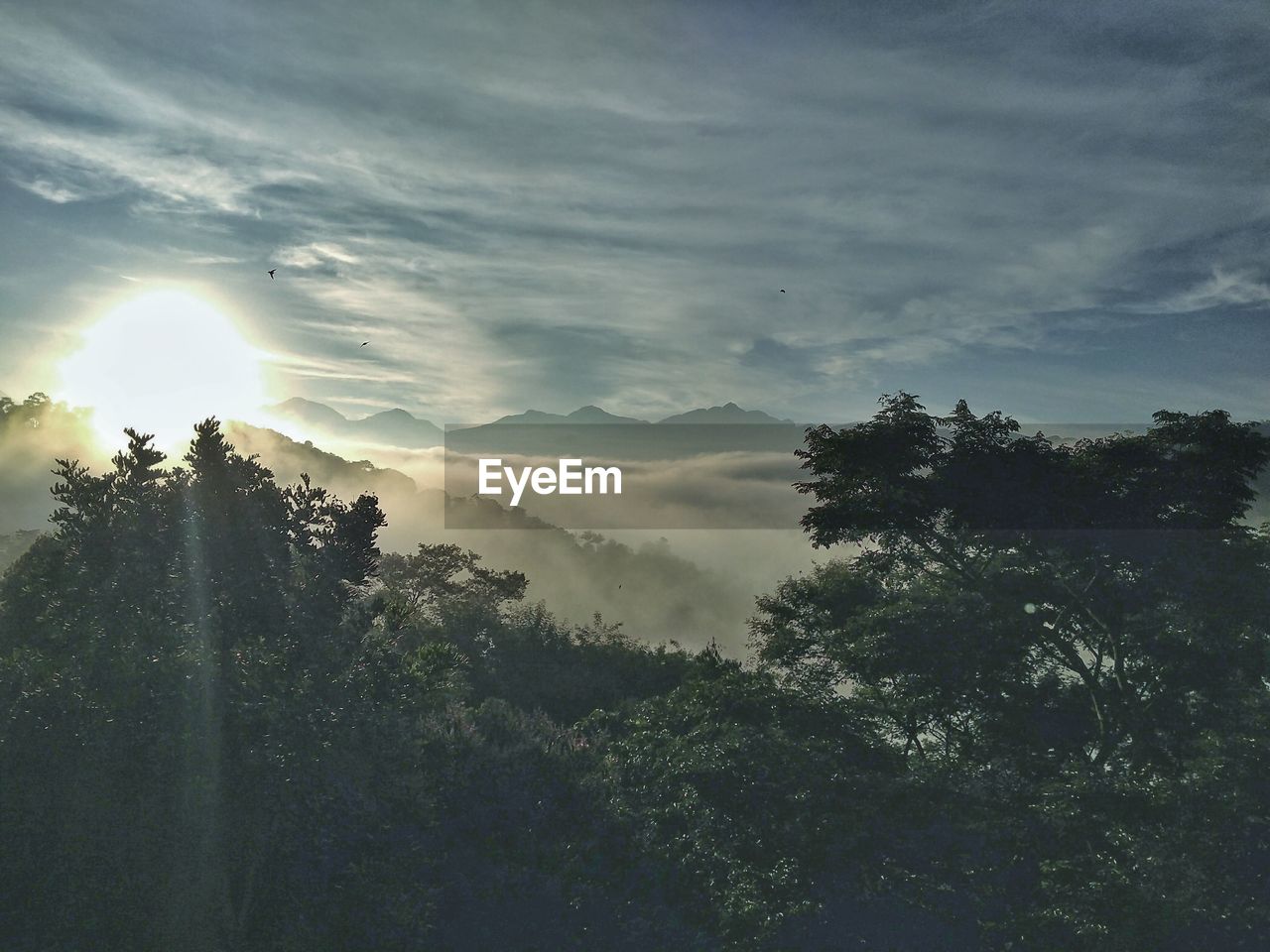 SCENIC VIEW OF TREES AGAINST SKY DURING SUNSET