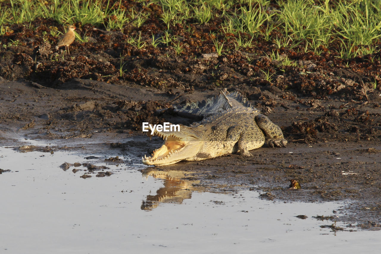 Crocodile on lakeshore at kakadu national park