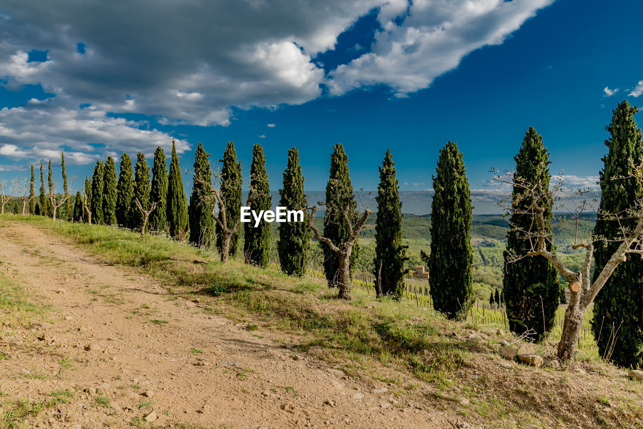 Panoramic view of trees on landscape against sky