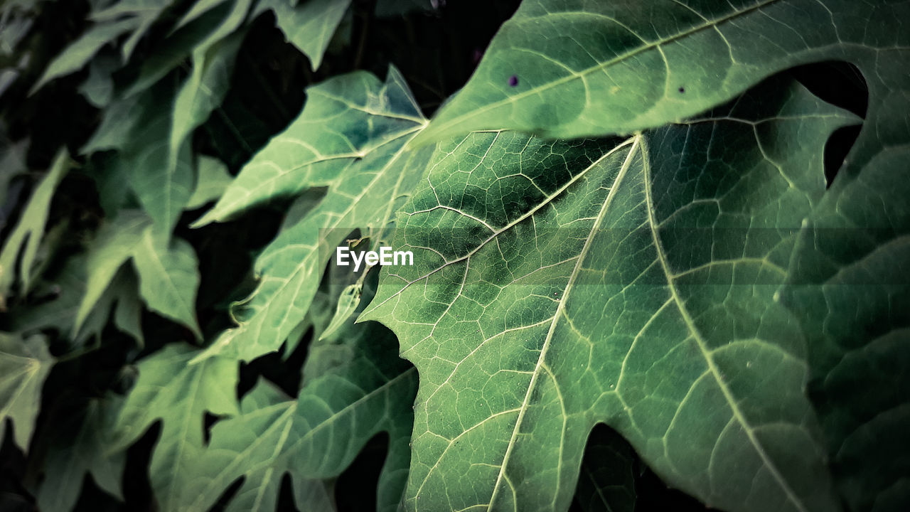 CLOSE-UP OF LEAF