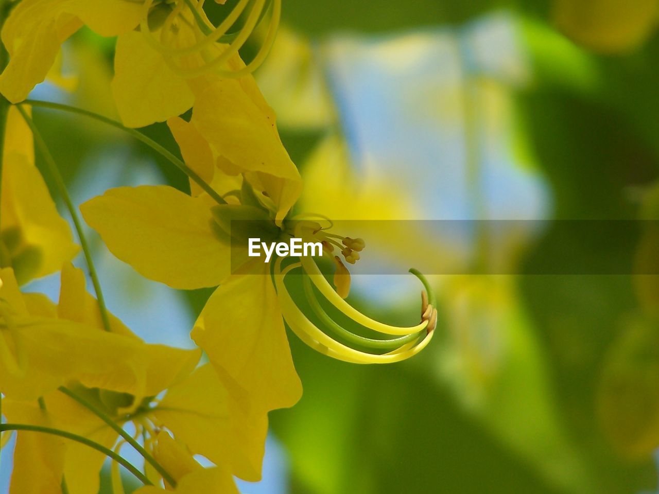 CLOSE-UP OF YELLOW FLOWER