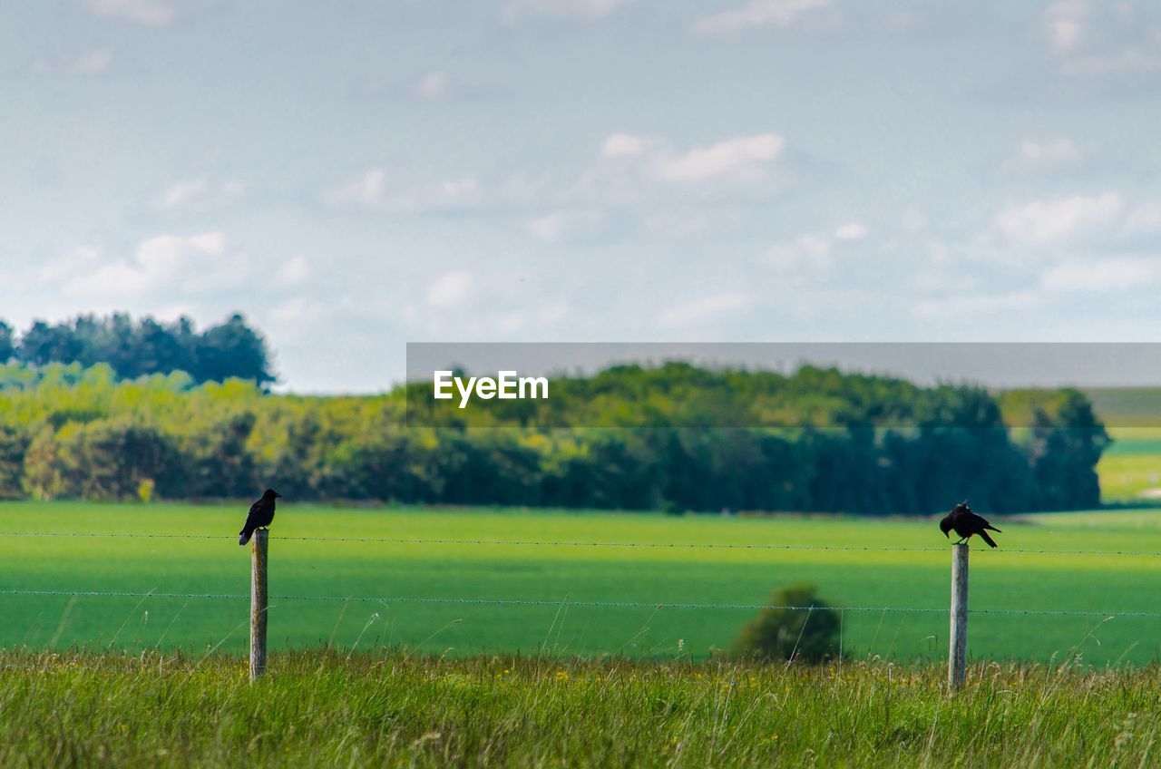 Scenic view of an agricultural field  with crows perched on fence posts in the english countryside
