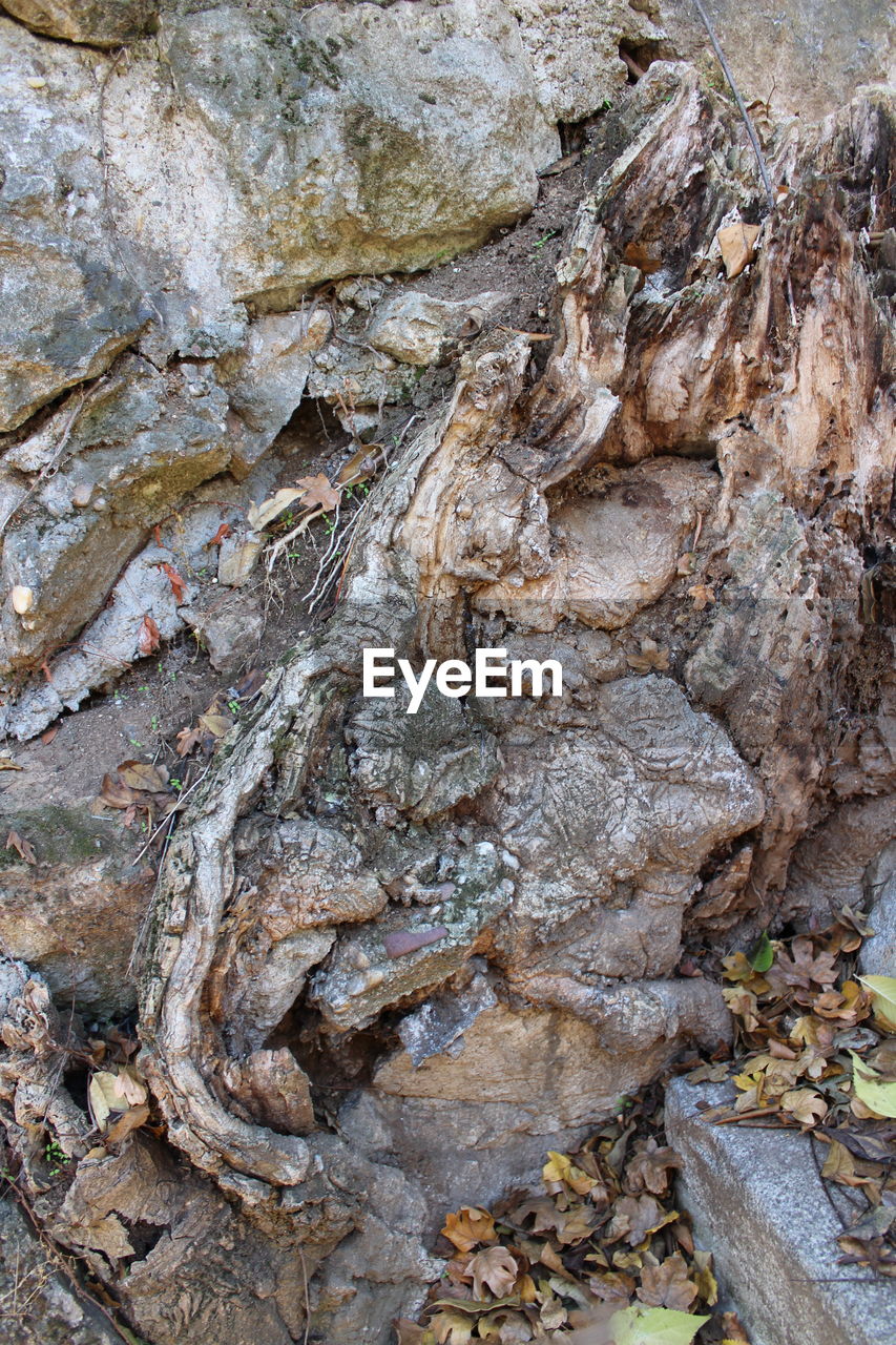 FULL FRAME OF TREE TRUNK