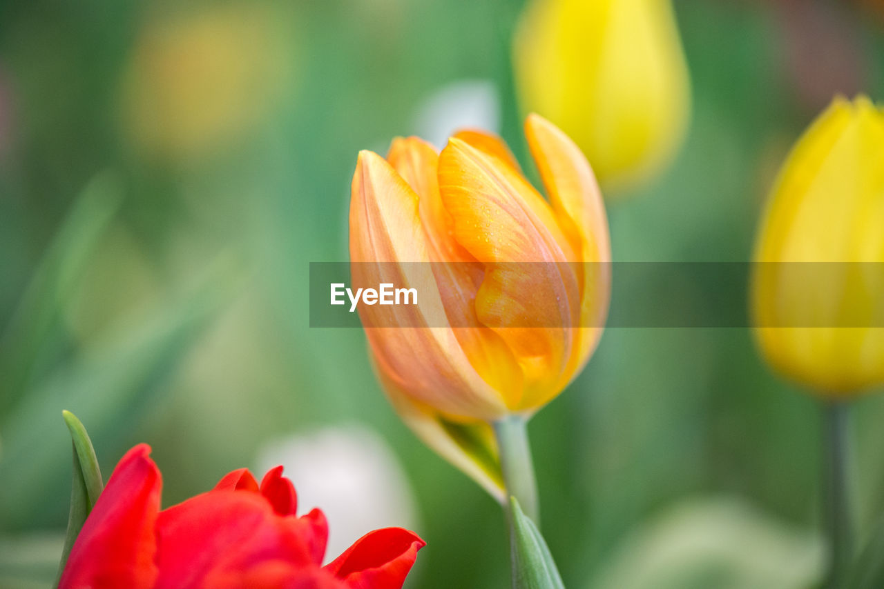 Close-up of red tulip