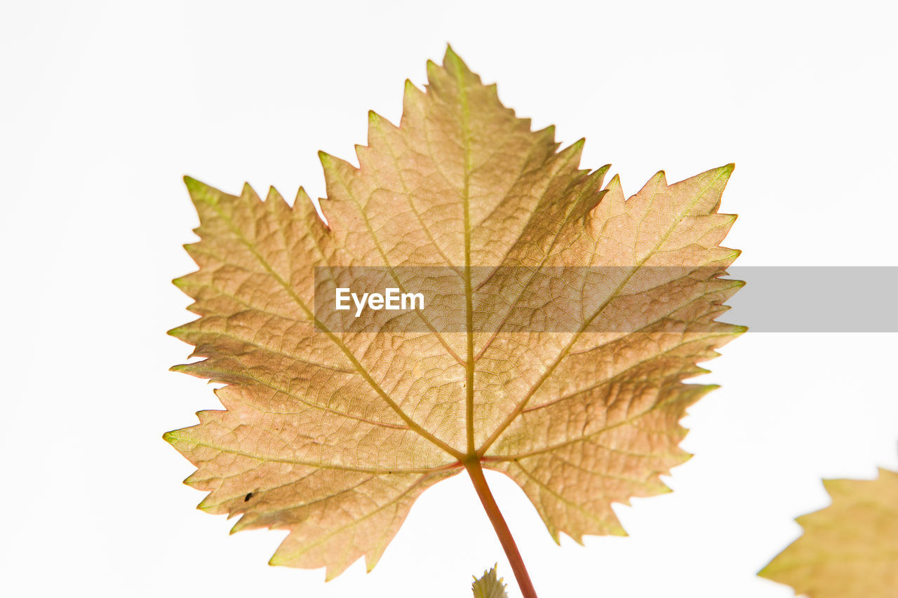 Close-up of maple leaf against clear sky