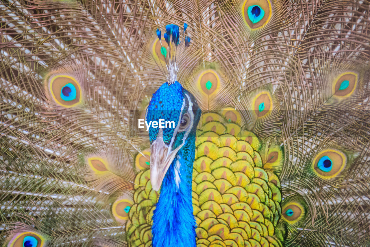 FULL FRAME SHOT OF PEACOCK WITH FEATHERS