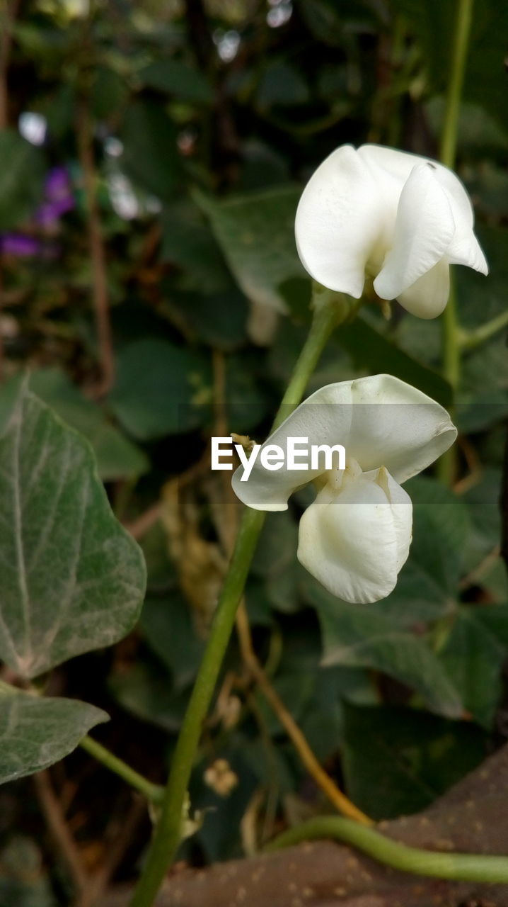 CLOSE-UP OF FLOWERS GROWING ON PLANT