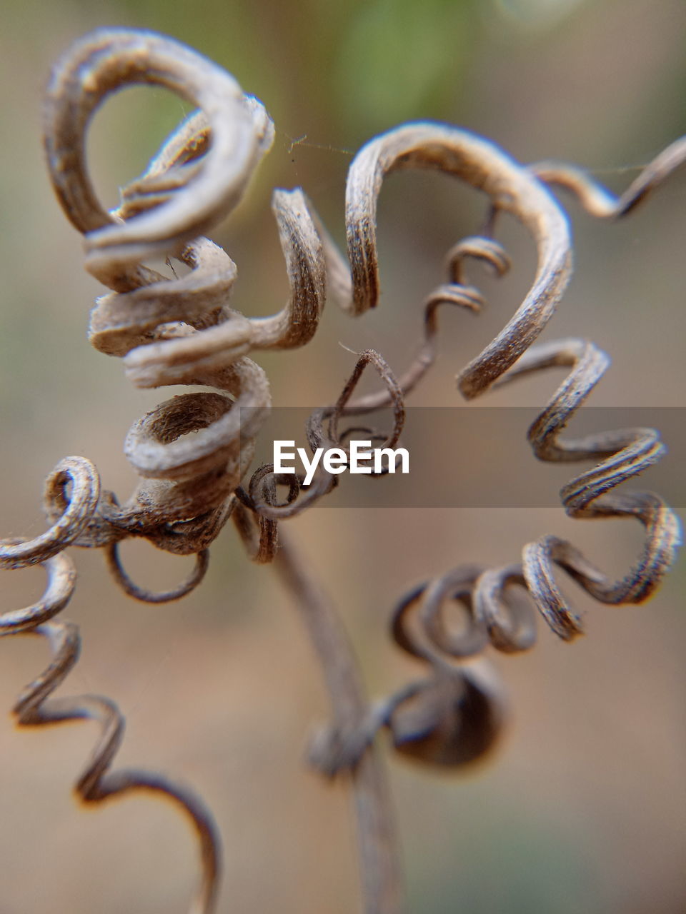 CLOSE-UP OF SPIRAL WIRE