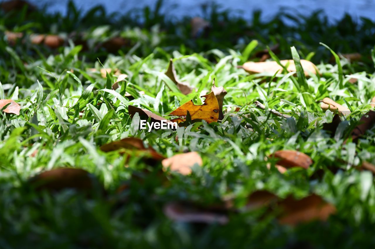 CLOSE-UP OF BUTTERFLY ON LEAVES ON FIELD