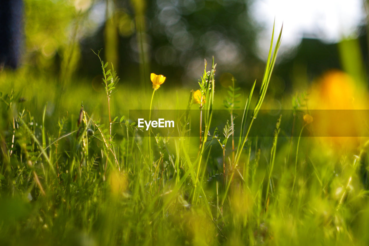 green, sunlight, plant, nature, grass, meadow, beauty in nature, yellow, field, land, flower, leaf, lawn, grassland, growth, selective focus, natural environment, environment, landscape, macro photography, no people, freshness, summer, outdoors, sky, springtime, tranquility, plain, flowering plant, close-up, light, rural scene, day, environmental conservation, vibrant color, scenics - nature, non-urban scene, prairie, tranquil scene, social issues