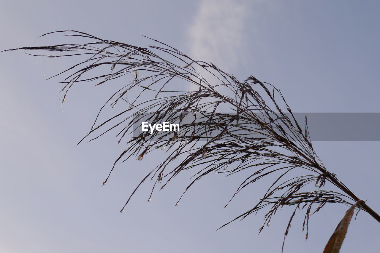 LOW ANGLE VIEW OF PLANTS AGAINST SKY