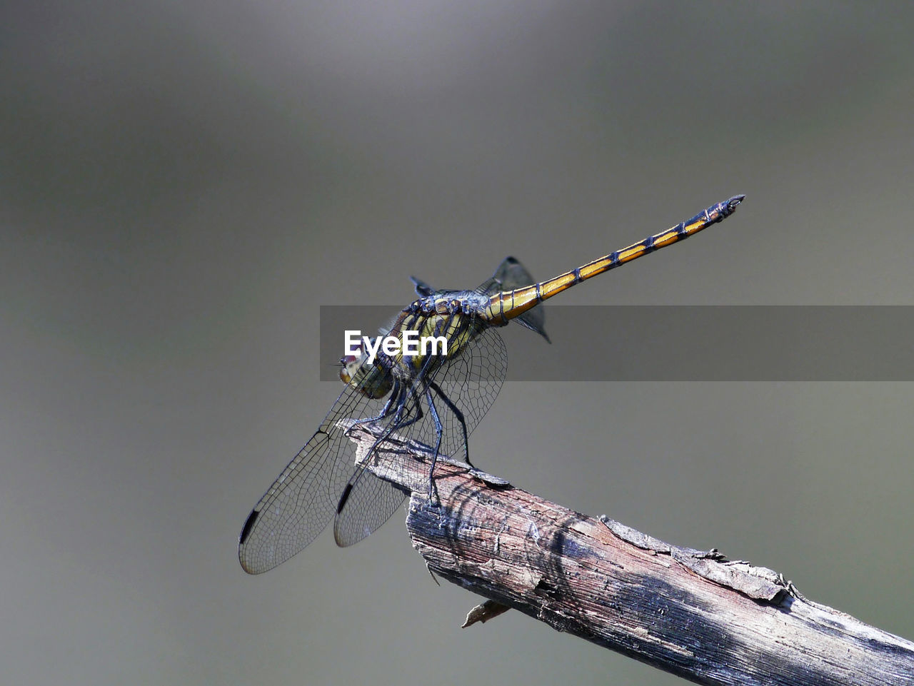 CLOSE-UP OF DRAGONFLY ON WOOD