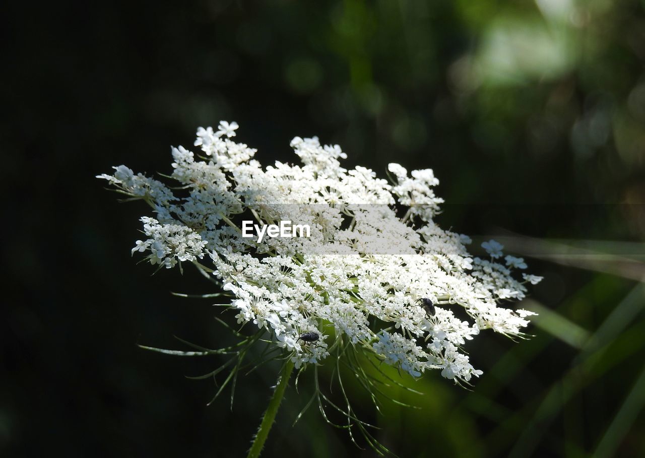 Close-up of white flower