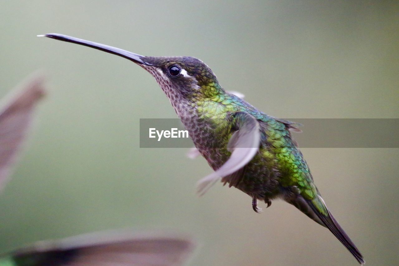 CLOSE-UP OF BIRD FLYING IN MID-AIR