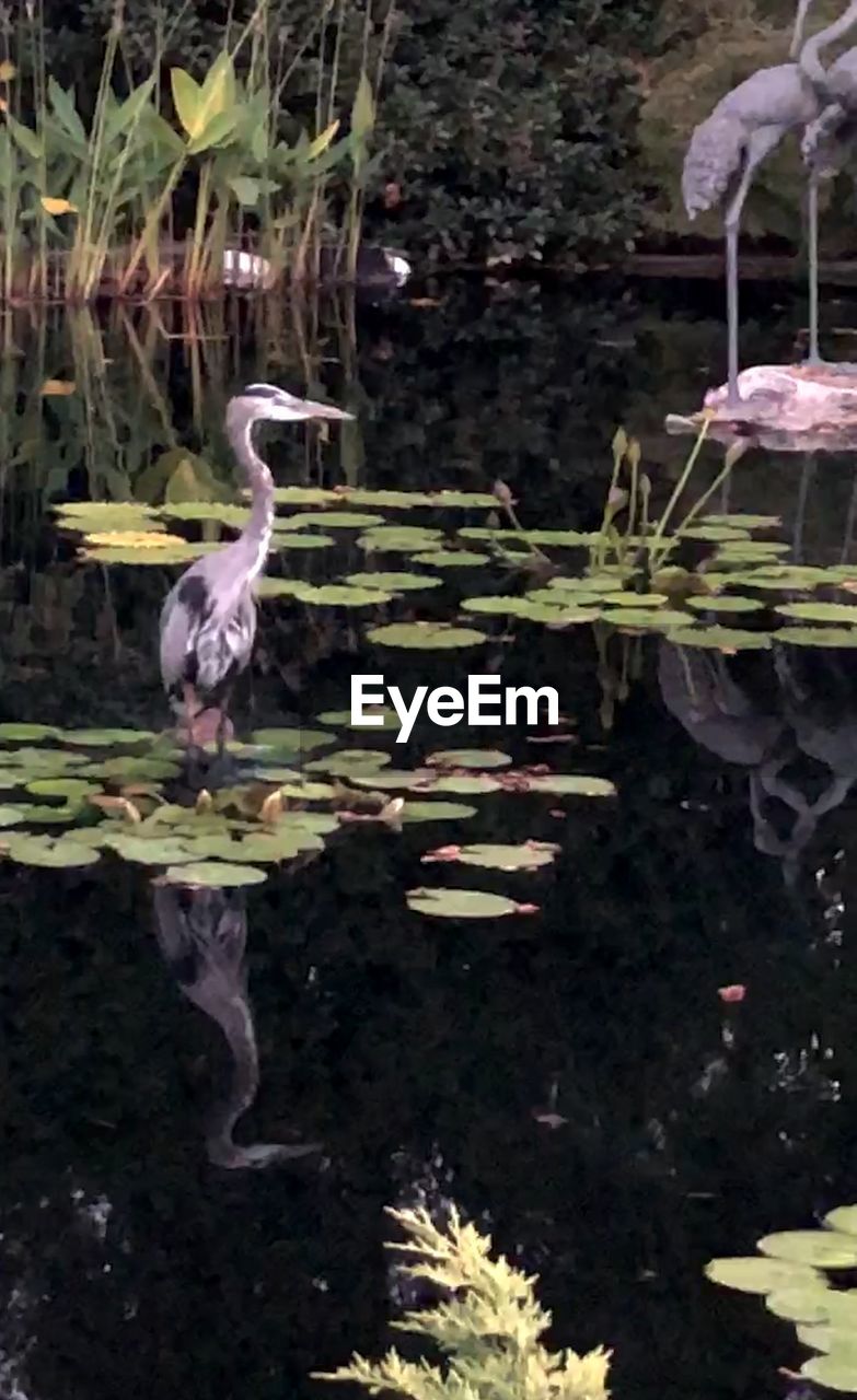 VIEW OF BIRD PERCHING ON LAKE