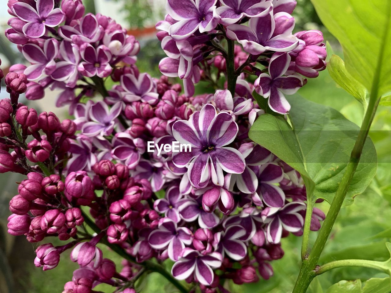 Close-up of fresh purple flowers in bloom