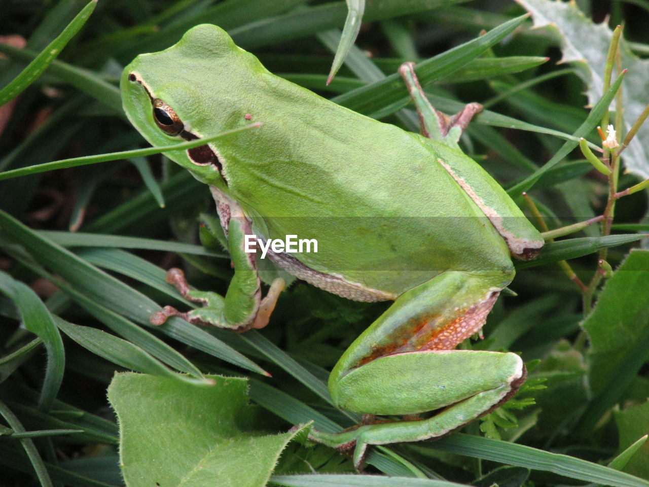 CLOSE-UP OF GREEN INSECT ON PLANT